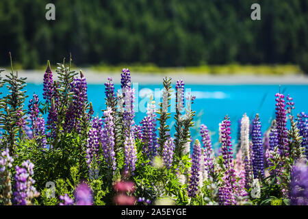 Blühenden Lupinen in Neuseeland Stockfoto