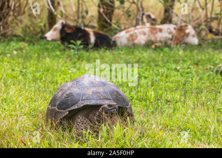 Galapagos Riesenschildkröte und Kühe auf Bauernhof auf der Insel Santa Cruz in Galapagos Inseln. Erstaunlich, Tiere, die Natur und die Tierwelt von Galapagos Hochland. Stockfoto