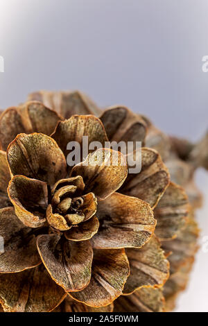 Pine Cone, studio Shot, weiß-grauer Hintergrund Stockfoto