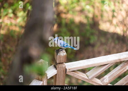 Einen Blue Jay Cyanocitta cristata thront auf einer Holzterrasse Zaun im Sommer oder Frühling hohen Betrachtungswinkel von bunter Vogel Stockfoto