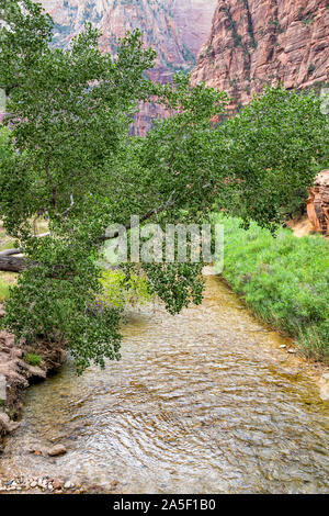 Zion National Park in Utah mit hohen Betrachtungswinkel des Virgin River Wasser mit grünen Bäumen, Pflanzen von der Brücke in der Nähe von Angel's Landing Trail Stockfoto