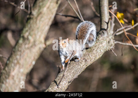 Nahaufnahme von einem braunen Lustig graues Eichhörnchen auf cherry tree branch im Herbst Sommer oder Frühling in Virginia Stockfoto