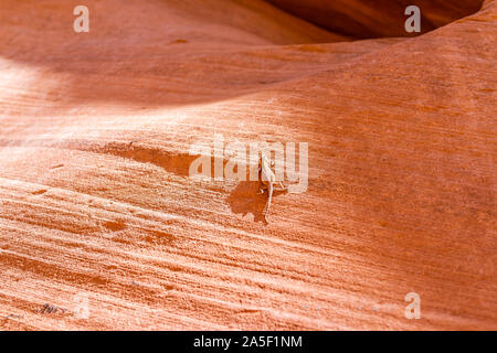 Orange Wellenform Formationen und kleine Eidechse auf Antelope Slot Canyon in Arizona mit Textur auf dem Weg von Lake Powell. Stockfoto