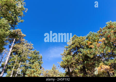 Pinien gegen einen starken blauen Himmel, Arizona, USA Stockfoto