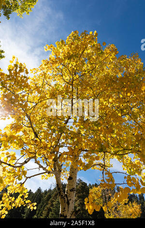 Hintergrundbeleuchtung Aspen, Colorado, USA Stockfoto