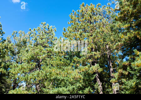 Baumkronen vor einem blauen Himmel, Mt. Lemmon, Catalina Mountains, Tucson, Arizona Stockfoto