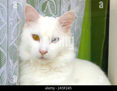 Eine Katze mit Heterochromia ein Zustand, in dem das Tier hat zwei verschiedenfarbige Augen. Stockfoto