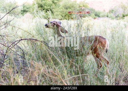 Zion National Park in Utah Watchman Campground und einen Hirsch in der Nähe von Campingplatz essen Büsche grünen Pflanzen Stockfoto