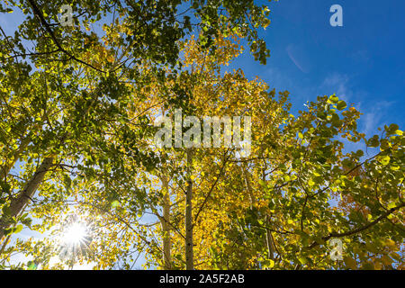 Herbst Farbe gegen den blauen Himmel, hinterleuchtet, Aspen, Colorado, USA Stockfoto