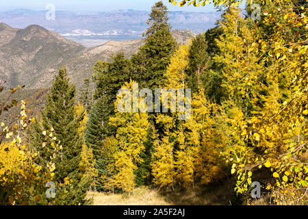 Herbst Farbe, Mt. Lemmon, Santa Catalina Mountains, Tucson, Arizona Stockfoto