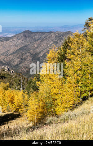 Herbst Farbe, Mt. Lemmon, Santa Catalina Mountains, Tucson, Arizona Stockfoto