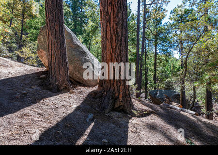 Ponderosa Pinien gegen einen sonnigen blauen Himmel, Mt. Lemmon, Catalina Mountains, Tucson, Arizona Stockfoto