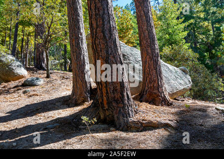 Ponderosa Pinien gegen einen sonnigen blauen Himmel, Mt. Lemmon, Catalina Mountains, Tucson, Arizona Stockfoto