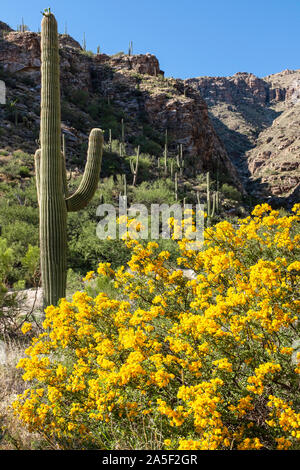 Gigantischen Saguaro und Strauchigen Cassia (Senna wislizeni) auf dem Mt. Lemmon in den Santa Catalina Gebirge, Tucson, Arizona, USA Stockfoto