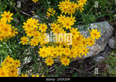 Berg Ringelblume Alias:'s Lemmon studentenblume (Tagetes lemmonii), Catalina Mountains, Tucson, Arizona Stockfoto