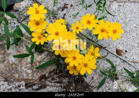 Berg Ringelblume Alias:'s Lemmon studentenblume (Tagetes lemmonii), Catalina Mountains, Tucson, Arizona Stockfoto