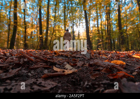 Frau wandern in saisonalen bunte Schöne Herbst Wald mit Hintergrundbeleuchtung künstlerische verschwommen Stockfoto