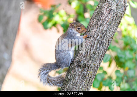 Nahaufnahme von einem großen Cute grau oder grau Eichhörnchen auf cherry tree branch mit bokeh Hintergrund an sonnigen Frühling Sommer oder Herbst Tag in Virginia Stockfoto