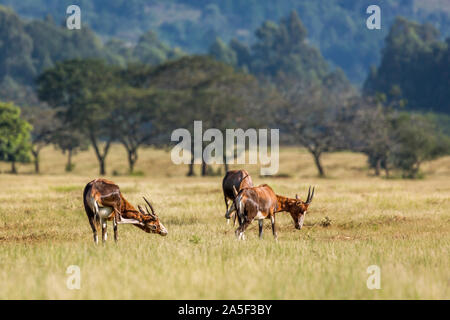 Drei Blesbock in Mlilwane Wildlife Sanctuary Landschaft, Swasiland; specie Damaliscus pygargus phillipsi Familie der Hornträger Stockfoto