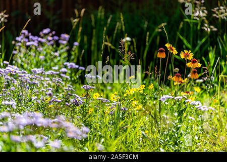 Telluride, Colorado kleine Stadt Bergdorf im Sommer 2019 mit vielen Wildblumen wachsen in der Wiese einschließlich Violett Blau alpine Daisy und Blanketf Stockfoto