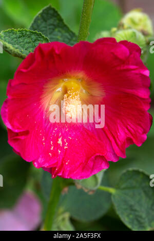 Gemeinsame Malve (Alcea rosea); rote Blume Stockfoto