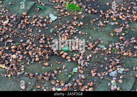 Eicheln der Stieleiche (Quercus robur) auf Pflastersteine Stockfoto