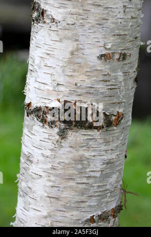 Die Rinde junger Hänge-birke (Betula pendula) Stockfoto