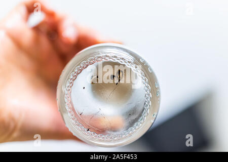 Makro oben flach Nahaufnahme von Lone Star tick Schwimmen in Alkohol oder Wasser Lösung der Tasse mit Hand Glas Stockfoto