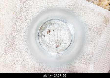 Makro oben flach closeup von zwei toten Lone Star Zecken schwimmen in Alkohol oder Wasser Lösung der Tasse mit Handtuch Hintergrund Stockfoto