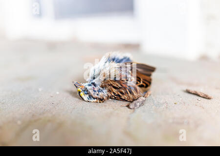 Makro Nahaufnahme von einem traurigen Yellow White-throated Spatz Vogel tot Küken in Virginia, Tod, mit offenen Augen und Schnabel Kopf Stockfoto