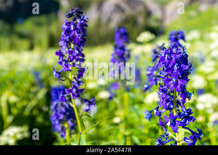 Delphinium nuttallianum larkspur Blumen auf Ice Lake Trail in Silverton, Colorado Makro Nahaufnahme von lila Wildblumen mit bokeh Hintergrund im Jahr 2019 su Stockfoto