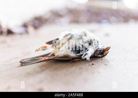 Nahaufnahme von einem traurigen Yellow White-throated Spatz Vogel tot Küken Schwanzfedern in Virginia, Tod Stockfoto