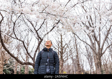 Tokio, Japan Yoyogi Park mit jungen Touristen Mann stand unter dem Vordach von Sakura Blumen rosa weiß Cherry Blossom Bäume Stockfoto