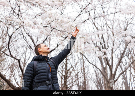 Tokio, Japan Yoyogi Park mit jungen Touristen Mann erreichen Berühren sakura Blumen unter Cherry Blossom tree Stockfoto