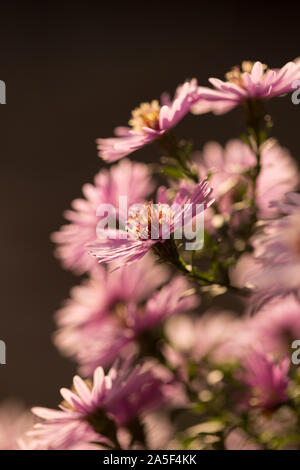 Starburst Mittagsblume Delosperma, floribunda, im Garten. Lila Blume. Stockfoto