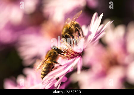 Zwei Bienen sitzen auf Starburst Mittagsblume Delosperma, floribunda, im Garten. Lila Blume. Stockfoto