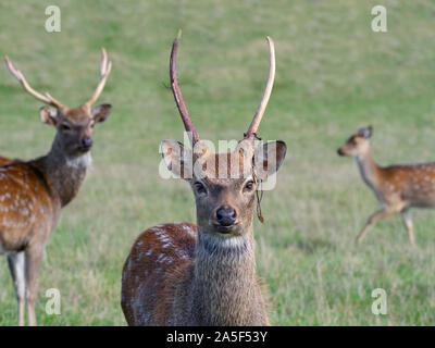 Männliche shedding samt Formosan Sika deer Cervus Nippon taiouanus Stockfoto