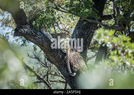 Leopard Weibchen mit zwei Jungen in einem Baum im Krüger Nationalpark, Südafrika; Specie Panthera pardus Familie der Felidae Stockfoto