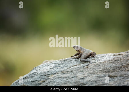 Rock Monitor steht auf einem Felsen in der Krüger National Park, Südafrika; Specie Familie Varanidae Varanus albigularis Stockfoto