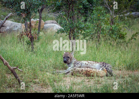 Tüpfelhyäne Mutter mit einem Jungen säugen im Krüger Nationalpark, Südafrika; Gattung Crocuta crocuta Familie von Hyaenidae Stockfoto