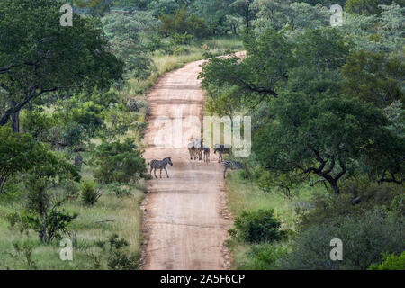Ebenen zebra Schotterpiste auf Safari im Krüger Nationalpark, Südafrika; Specie Equus quagga burchellii Familie von Equiden Stockfoto