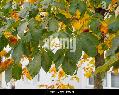 Mit Laubwechsel Kastanie im Herbst Stockfoto