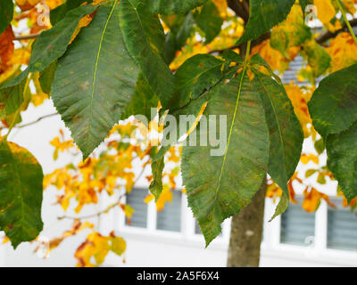 Mit Laubwechsel Kastanie im Herbst Stockfoto