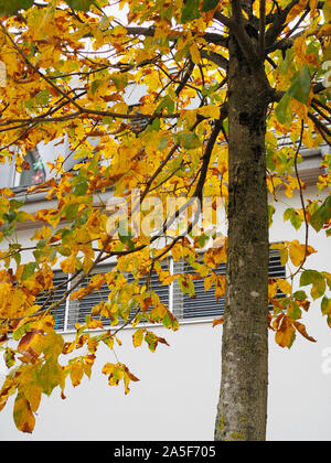 Mit Laubwechsel Kastanie im Herbst Stockfoto