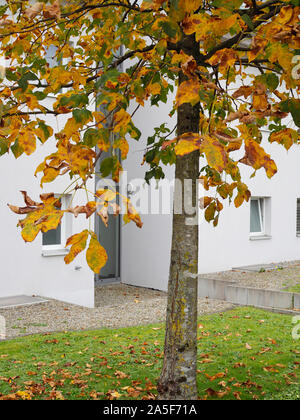 Mit Laubwechsel Kastanie im Herbst Stockfoto