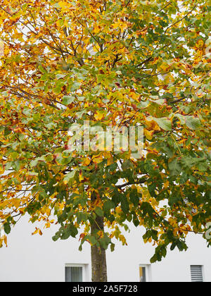 Mit Laubwechsel Kastanie im Herbst Stockfoto