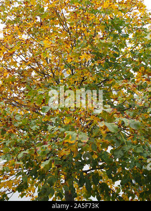 Mit Laubwechsel Kastanie im Herbst Stockfoto