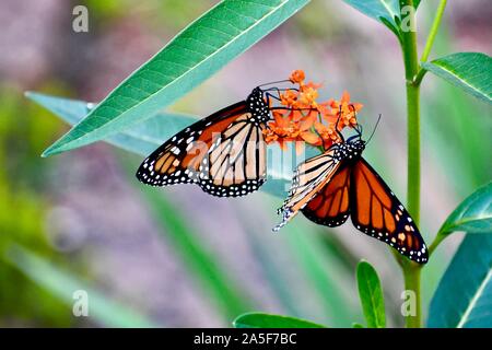 Butterfkies auf Schmetterling Unkraut Stockfoto