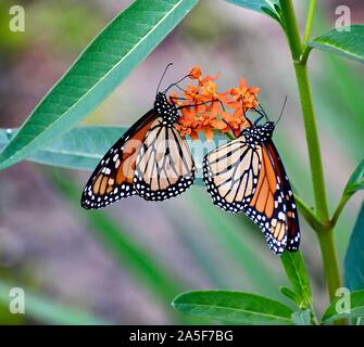 Butterfkies auf Schmetterling Unkraut Stockfoto