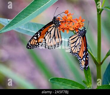 Butterfkies auf Schmetterling Unkraut Stockfoto